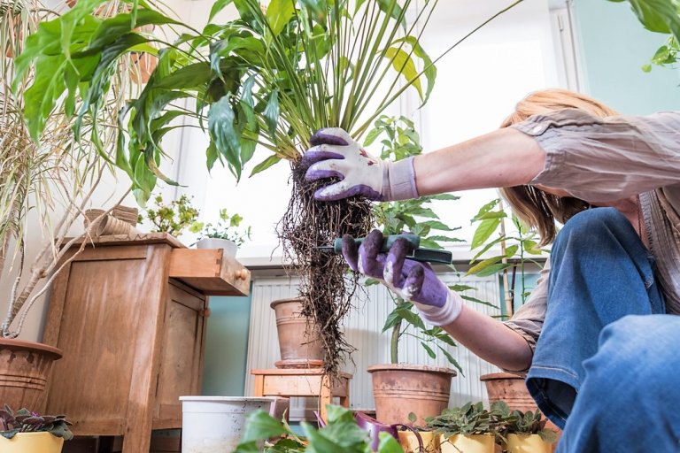 Proč hnědnou listy pokojových rostlin a jak to napravit: zkontrolujeme stav kořenů – měkké, uhnilé nebo jinak poškozené odstřihneme opatrně ostrými nůžkami