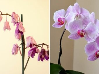Neznámý trik, díky kterému unavené orchideje rozkvétají – s 1 ingrediencí z kuchyně
