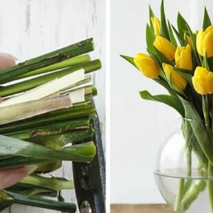Prodlužte životnost svých tulipánů – způsoby, které by každý měl znát a které používají květinářství –