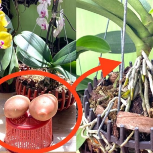 Silné a rychle rostoucí orchideje: Vyzkoušejte trik s bramborami