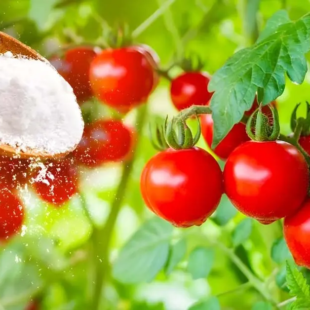 Proč posypat rajčata jedlou sodou? Tajemství zkušených zahradníků! 🍅✨