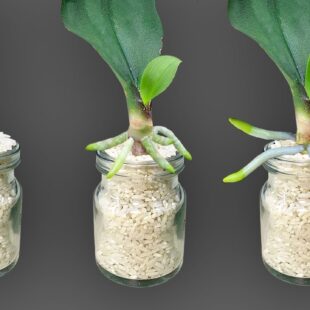 🌸🤕 Vaše orchidej je nemocná? Takto ji zachráníte jen několika jednoduchými kroky! ✨🪴