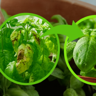 🌿 Bazalka: Nikdy ji NEZALÉVEJTE takto – jinak začne hnít! Mnoho lidí to dělá špatně 🚫💧🌱