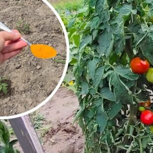 🌿 Jedna Lžíce Nahradí Tuny Hnoje! Nejlepší Domácí Hnojiva pro Vaši Zahrádku i Pokojové Rostliny 💥