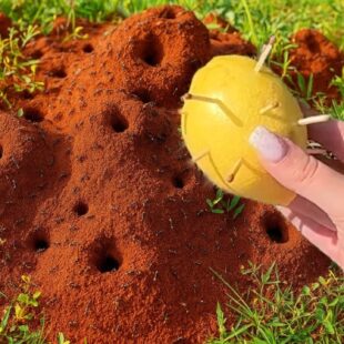 🐜💥 Pryč Utíkají Mravenci! Nejúčinnější Přírodní Trik s Citronem a Sir­kami, Který Je Vyžene Do Hodiny! 🍋🔥