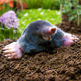 👉 Krtci na zahradě: Rostliny, které je přirozeně odpuzují bez chemie ￼