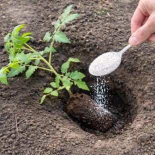 Jak sázet rajčata: Jednoduchý trik pro silnější rostliny a bohatší úrodu