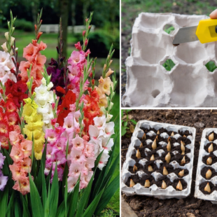 🌸 Jak vysadit mečíky rovně, zdravě a bez chyb: osvědčený postup, který opravdu funguje