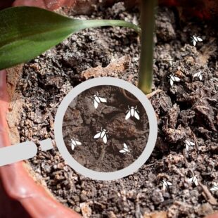 Malé mušky v květináčové zemině – jak se jich účinně zbavit