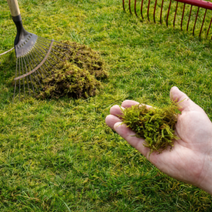 Jak na mech v trávníku: levná a přírodní cesta, ideální pro konec zimy