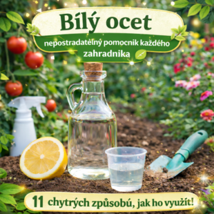🌿 Bílý ocet: Nejlepší přítel zahradníka. 11 geniálních způsobů využití! ✨