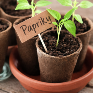 🌱 Zeleninová zahrada v březnu: Kompletní kalendář prací pro bohatou úrodu (praktické a přírodní tipy)