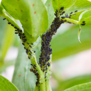 Abyste se zbavili mšic na svých rostlinách, stačí vám tento jednoduchý domácí trik 🌿🐛✨ ￼