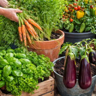 🪴 15 druhů zeleniny, které můžeš snadno pěstovat v květináčích