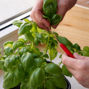 🌿 Bazalka ze supermarketu vám vždy umře? Děláte tuto zásadní chybu (a jak ji konečně napravit)