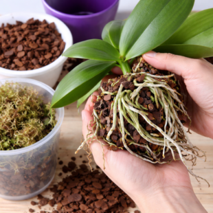 🌸 Jak přirozeně rozmnožit orchidej doma: Nejlepší přírodní triky, které opravdu fungují