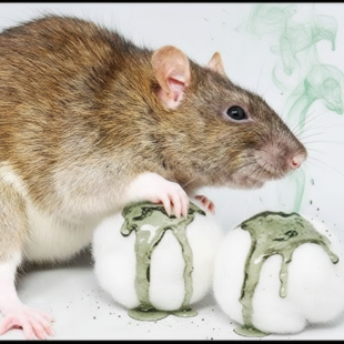 🐀 Jak se zbavit potkanů přírodní cestou: Bezpečné a účinné tipy pro vaši domácnost 🏠