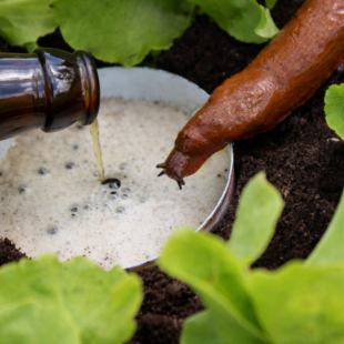 🐌 Jak si vyrobit účinnou past na slimáky: 5 přírodních metod, které opravdu fungují 🌿