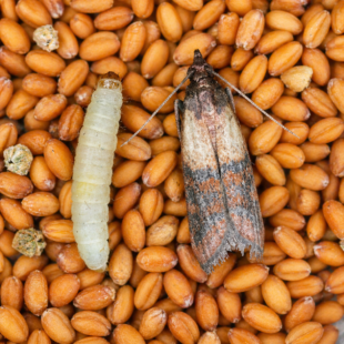 🐛 Máte doma moly v potravinách? Tohle je důvod, proč se pořád vracejí… a jak se jich konečně zbavit 😳