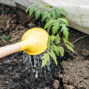 🍅 Kolik vody a jak často zalévat rajčata? 🍅￼￼￼