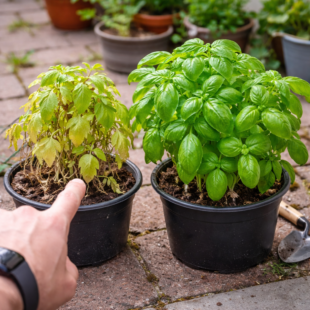 🌿 Tvá bazalka vždy umírá? Tento jednoduchý trik ji udrží živou celé měsíce