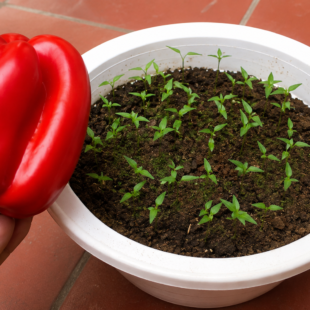 Paprika selbst anbauen: Der ultimative Guide für starke Pflanzen und reiche Ernte 🌶️