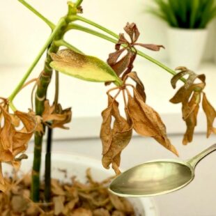 🌿 Nevyhazujte ji! Osvědčený způsob, jak zachránit umírající rostlinu (funguje překvapivě často)