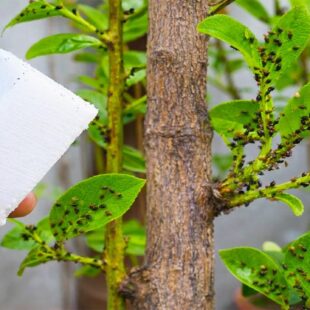 Jak se zbavit škůdců na zahradě i doma: Domácí přírodní postřik, který si zahrádkáři oblíbili 🌿🐛