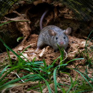 🌿 Bobkový list proti myším a krysám: Opravdu funguje? Přírodní trik, který stojí za vyzkoušení 🐭