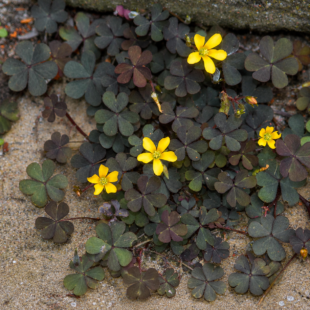🌱 Jak se účinně zbavit šťavelu růžkatého (Oxalis corniculata): Osvědčené přírodní metody, které opravdu fungují