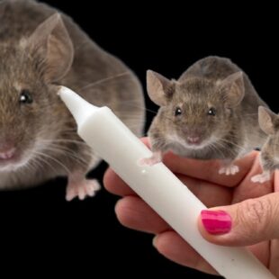 🐭🕯️ Jak se zbavit myší a krys? Virální trik se svíčkou, co o něm říkají odborníci a které přírodní metody opravdu fungují